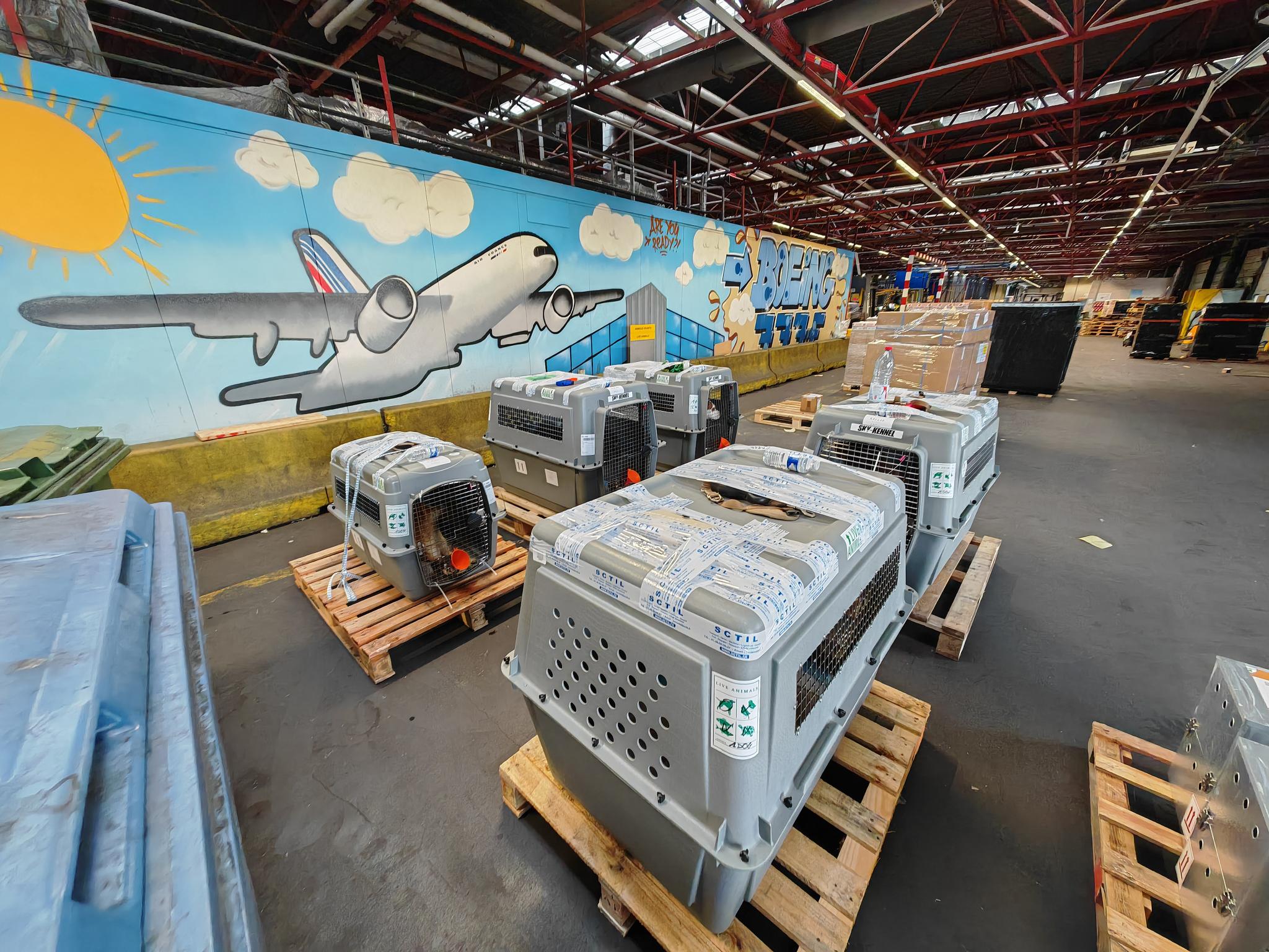 Plusieurs animaux sur Papeete