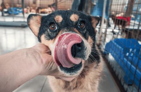 Accompagnement animalier