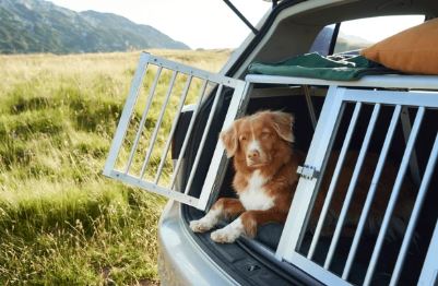 Transport animal sécurisé