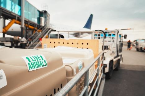 Transport animal longue distance