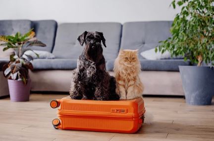 Chien et chat prêts pour le départ sur valise - transport animalier